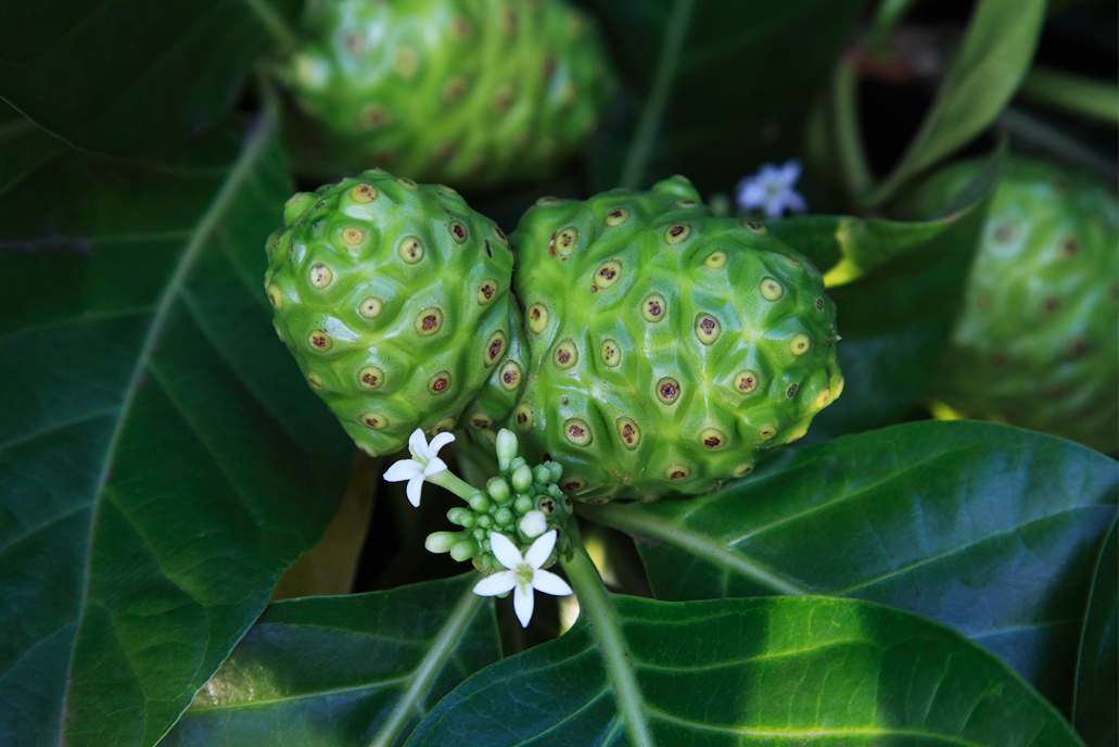 THE NONI PHENOMENON 癌と高血圧に効果的なノニの力を探求 THE NONI PHENOMENON 癌と高血圧に効果的なノニの力を探求 (THE